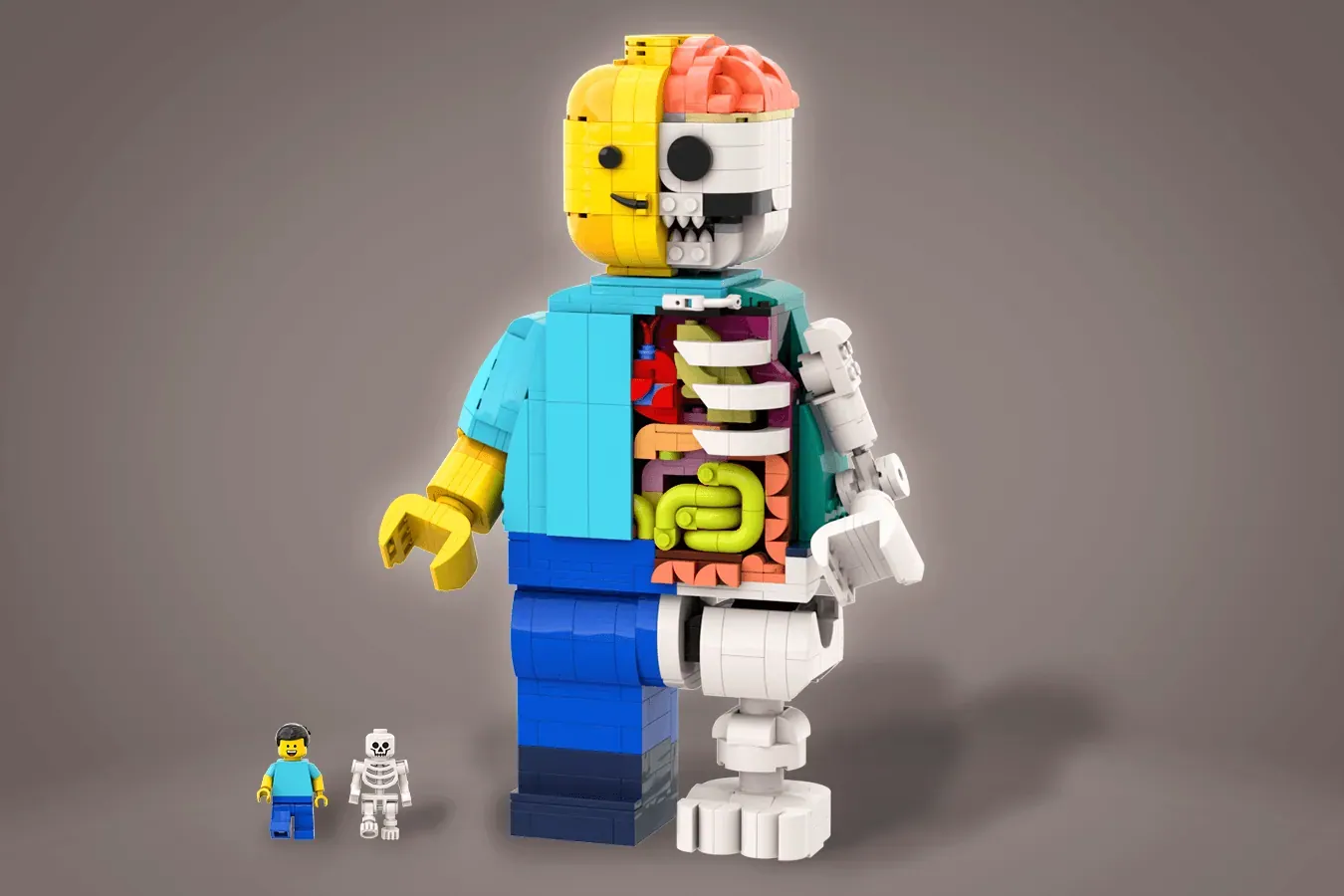 LEGO Ideas LEGO Anatomy